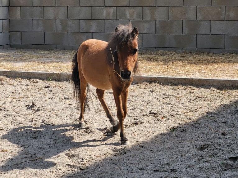 Amerikaans minipaard Hengst 2 Jaar Bruin in Lauschied