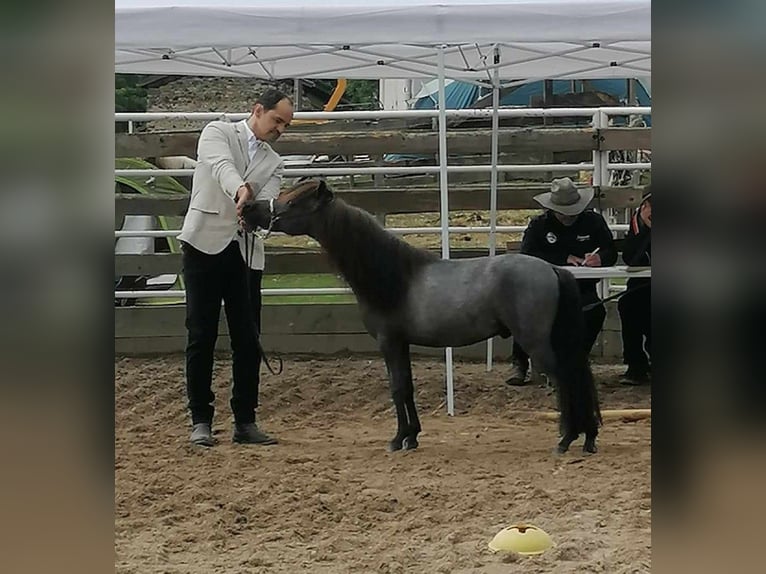 Amerikaans minipaard Hengst 3 Jaar 90 cm Schimmel in Gli&#xE8;res val de Borne