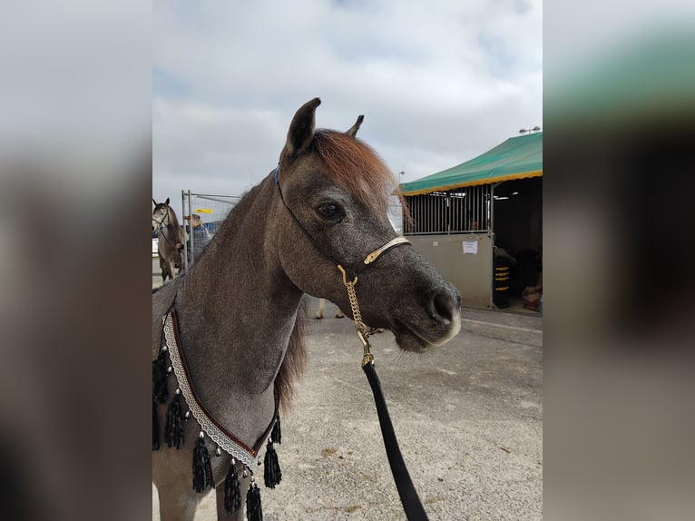 Amerikaans minipaard Hengst 3 Jaar 90 cm Schimmel in Gli&#xE8;res val de Borne