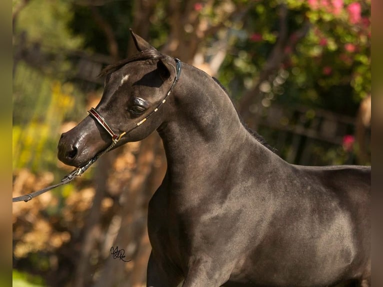 Amerikaans minipaard Hengst 3 Jaar 90 cm Schimmel in Gli&#xE8;res val de Borne