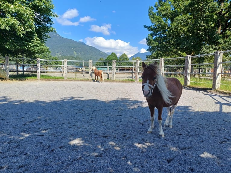 Amerikaans minipaard Hengst 3 Jaar 95 cm Vos in Reutte