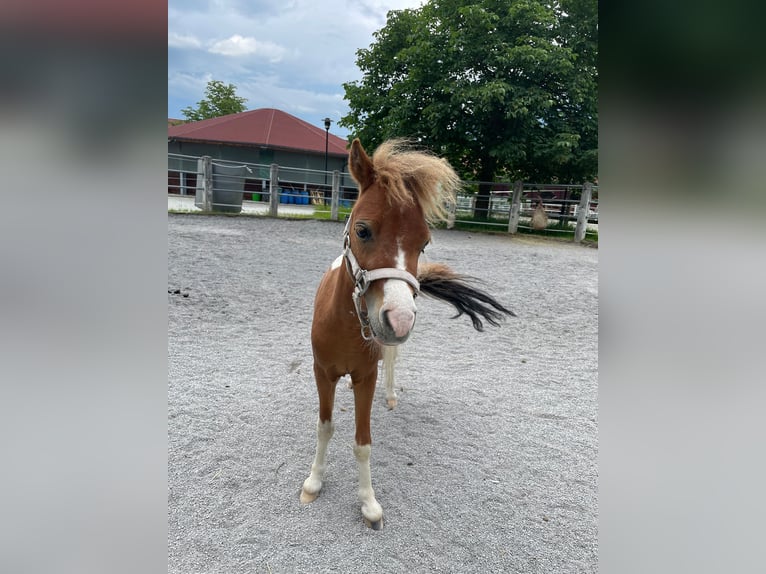 Amerikaans minipaard Hengst 3 Jaar 95 cm Vos in Reutte