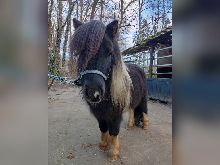 Amerikaans minipaard Hengst 4 Jaar 80 cm Gevlekt-paard in Hamburg Eidelstedt