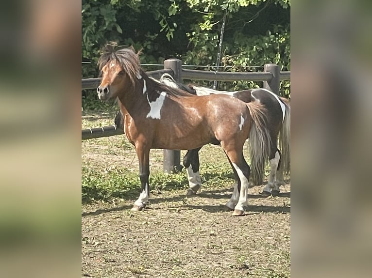 Amerikaans minipaard Hengst 4 Jaar 83 cm Gevlekt-paard in Bad Bentheim