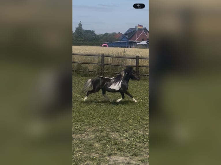 Amerikaans minipaard Hengst 4 Jaar 83 cm Gevlekt-paard in Bad Bentheim