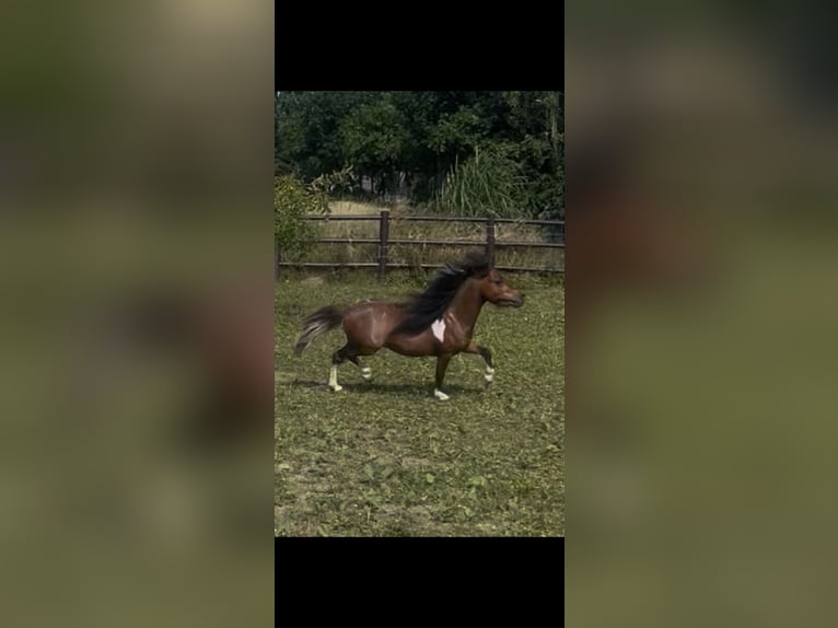 Amerikaans minipaard Hengst 4 Jaar 83 cm Gevlekt-paard in Bad Bentheim