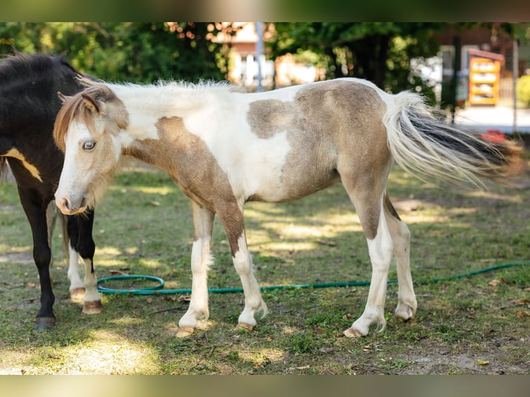 Amerikaans minipaard Hengst 4 Jaar 92 cm Zwart in S&#xF6;hlde