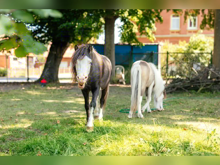 Amerikaans minipaard Hengst 4 Jaar 92 cm Zwart in S&#xF6;hlde