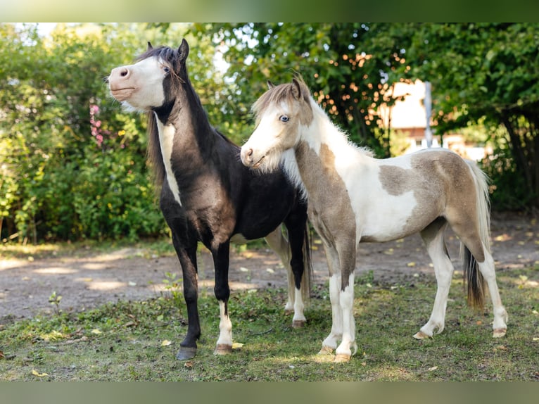 Amerikaans minipaard Hengst 4 Jaar 92 cm Zwart in S&#xF6;hlde