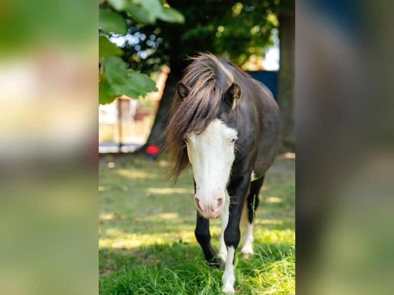 Amerikaans minipaard Hengst 4 Jaar 92 cm Zwart in S&#xF6;hlde