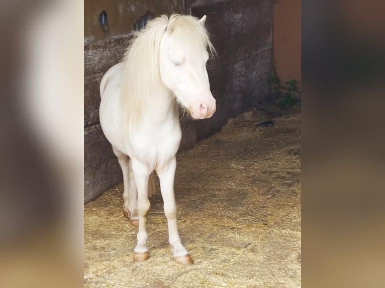 Amerikaans minipaard Hengst 4 Jaar Cremello in Wörth