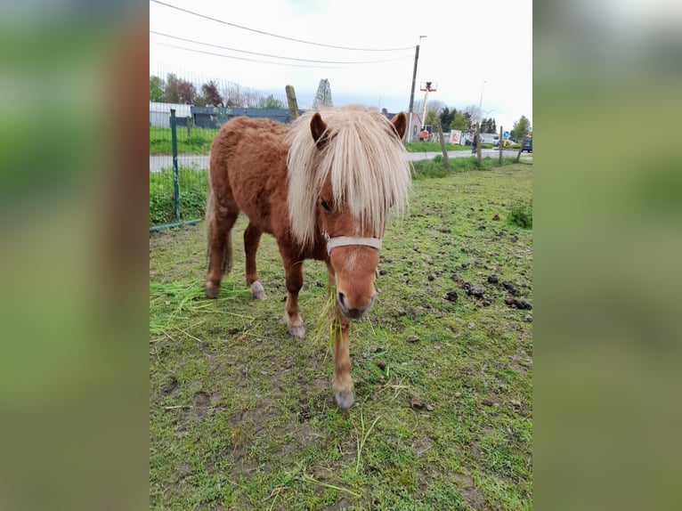 Amerikaans minipaard Hengst 5 Jaar 100 cm Donkere-vos in Beveren