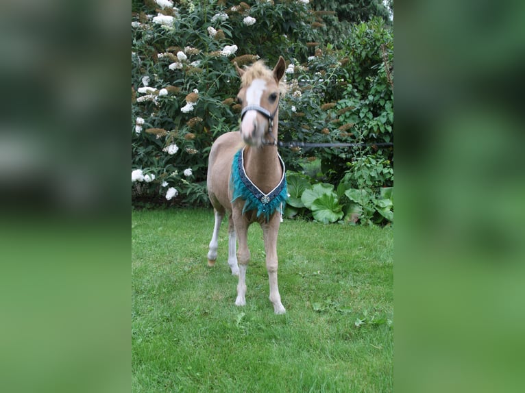 Amerikaans minipaard Mix Hengst 5 Jaar 89 cm Tobiano-alle-kleuren in Kerkenveld