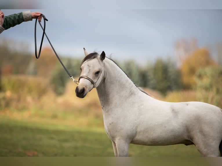Amerikaans minipaard Hengst 5 Jaar 91 cm Buckskin in Breddin