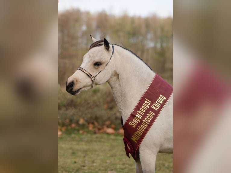 Amerikaans minipaard Hengst 5 Jaar 91 cm Buckskin in Breddin