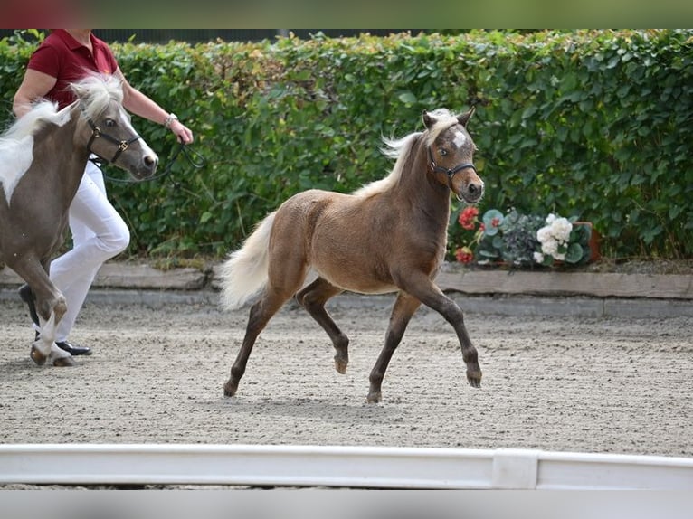 Amerikaans minipaard Hengst 5 Jaar 91 cm Buckskin in Breddin
