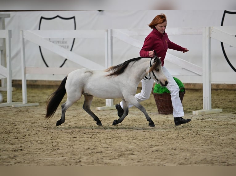 Amerikaans minipaard Hengst 5 Jaar 91 cm Buckskin in Breddin