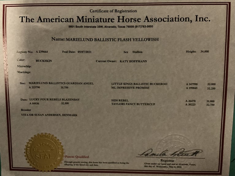 Amerikaans minipaard Hengst 5 Jaar 91 cm Buckskin in Breddin