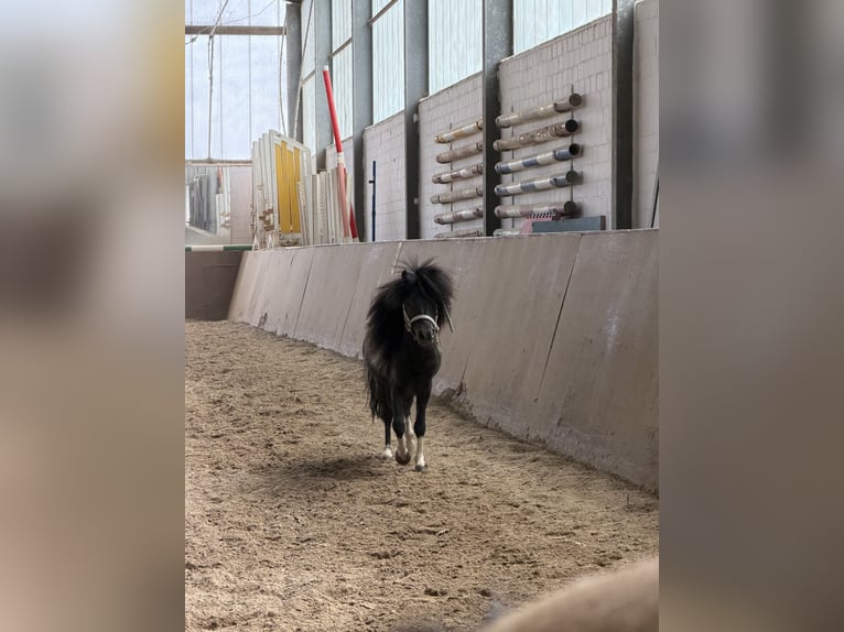 Amerikaans minipaard Hengst 6 Jaar 80 cm Gevlekt-paard in Nidderau