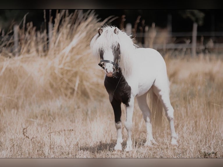 Amerikaans minipaard Hengst 7 Jaar 86 cm Gevlekt-paard in Schlöben