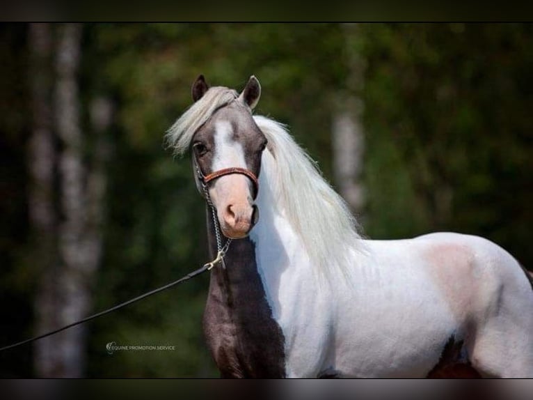 Amerikaans minipaard Hengst 7 Jaar 86 cm Gevlekt-paard in Schlöben