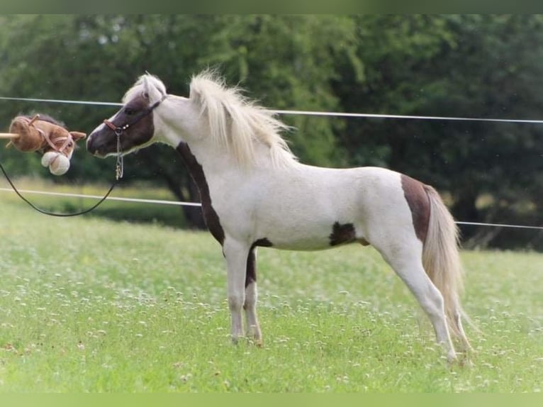 Amerikaans minipaard Hengst 7 Jaar 86 cm Gevlekt-paard in Schlöben