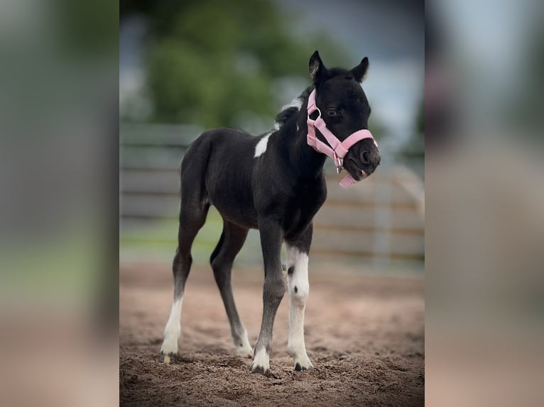 Amerikaans minipaard Hengst 7 Jaar 88 cm Bruin in Stadtilm