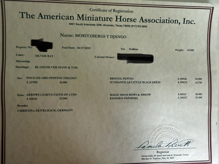 Amerikaans minipaard Hengst 7 Jaar 88 cm Bruin in Stadtilm