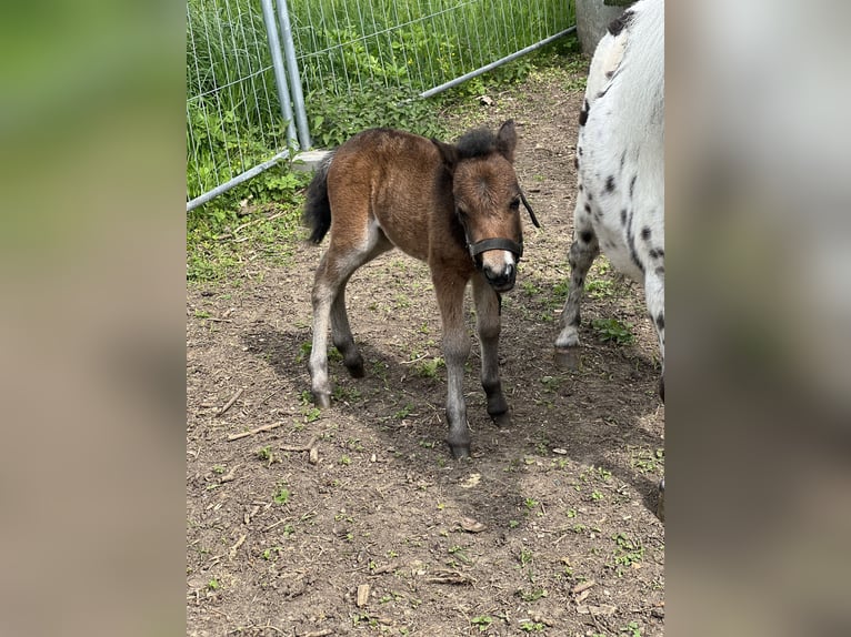 Amerikaans minipaard Hengst 7 Jaar 88 cm Bruin in Stadtilm