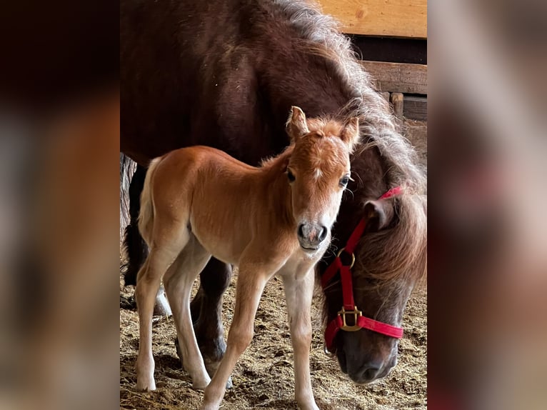 Amerikaans minipaard Hengst 7 Jaar 88 cm Bruin in Stadtilm