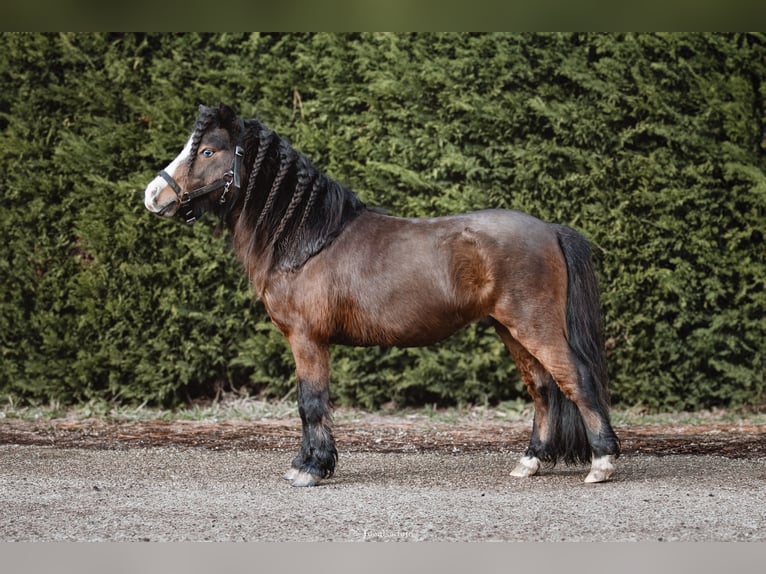 Amerikaans minipaard Hengst 8 Jaar 80 cm Bruin in Ornacieux