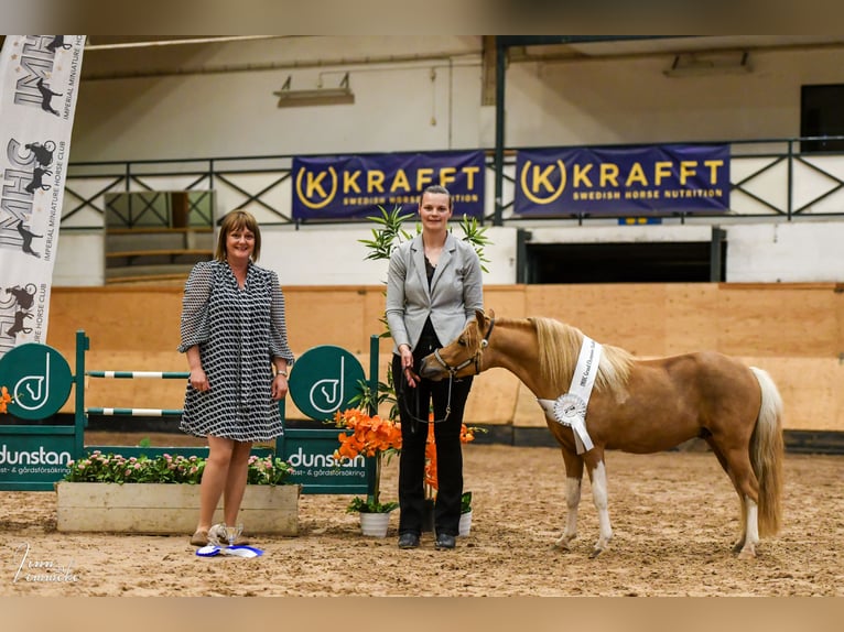 Amerikaans minipaard Hengst 8 Jaar 93 cm in Rader Insel