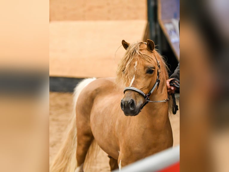 Amerikaans minipaard Hengst 8 Jaar 93 cm in Rader Insel