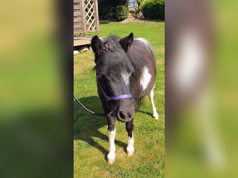 Amerikaans minipaard Hengst 9 Jaar 84 cm Gevlekt-paard in Stallwang