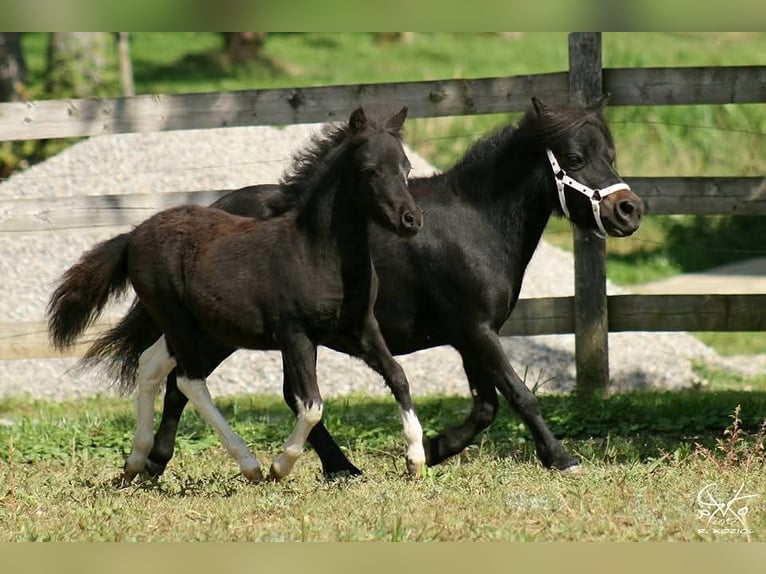 Amerikaans minipaard Hengst 9 Jaar 84 cm Gevlekt-paard in Stallwang
