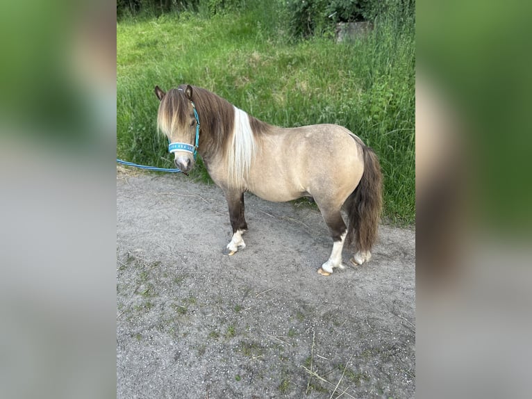 Amerikaans minipaard Hengst 9 Jaar 90 cm Buckskin in Bogen