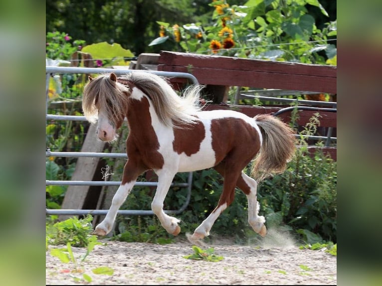 Amerikaans minipaard Hengst Gevlekt-paard in Garding