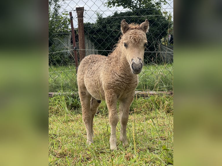 Amerikaans minipaard Hengst Veulen (07/2025) 80 cm Dunalino in Gardelegen