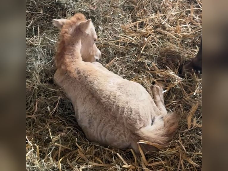 Amerikaans minipaard Hengst Veulen (07/2025) 80 cm Dunalino in Gardelegen