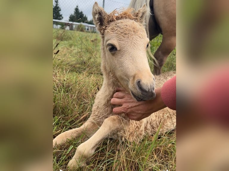 Amerikaans minipaard Hengst Veulen (07/2025) 80 cm Dunalino in Gardelegen