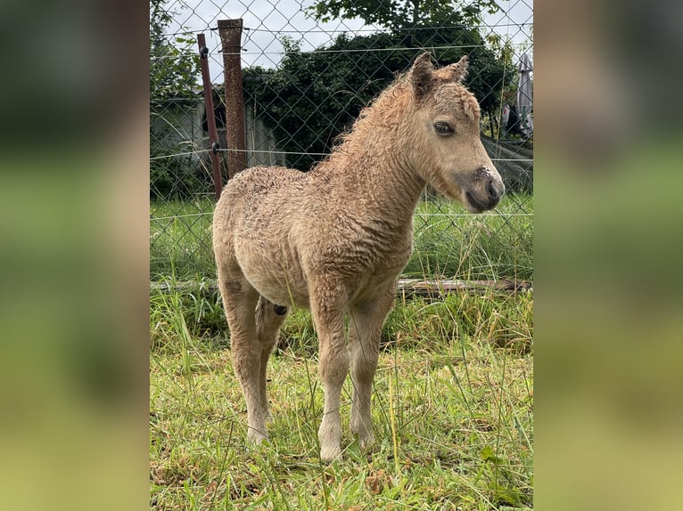 Amerikaans minipaard Hengst Veulen (07/2025) 80 cm Dunalino in Gardelegen