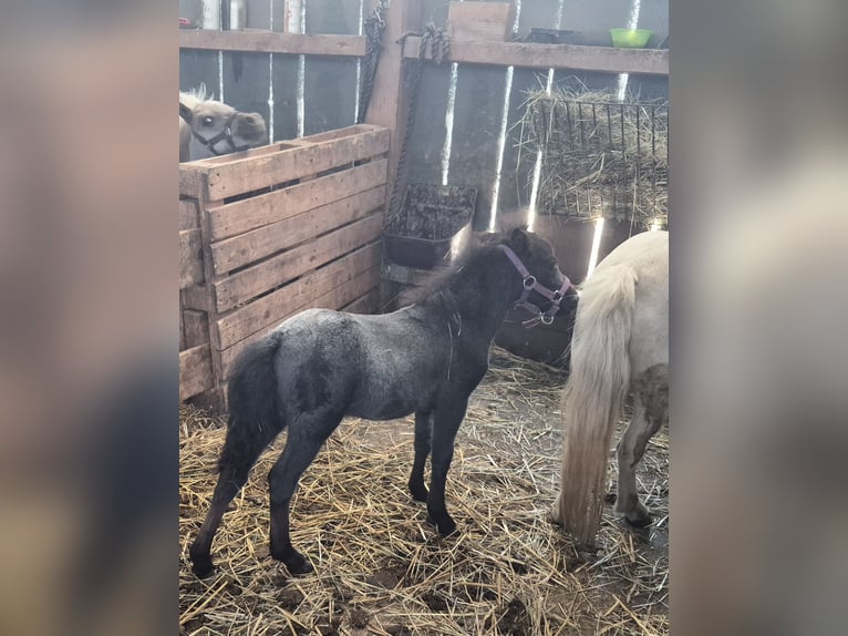 Amerikaans minipaard Hengst Veulen (06/2026) 80 cm kan schimmel zijn in Markt Erlbach