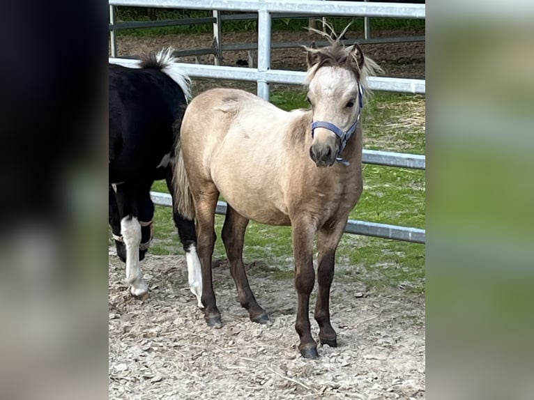 Amerikaans minipaard Hengst Veulen (05/2025) 85 cm Buckskin in Pritzwalk