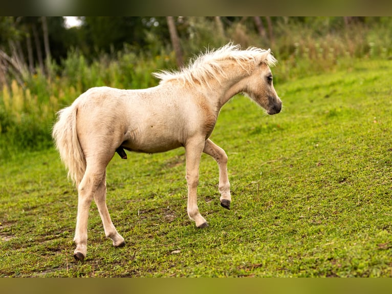 Amerikaans minipaard Hengst veulen (04/2024) 85 cm Palomino in Gardelegen