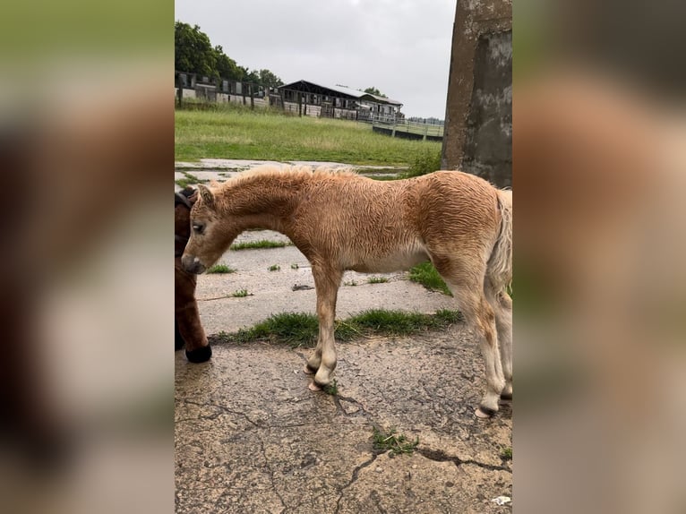 Amerikaans minipaard Hengst veulen (04/2024) 85 cm Palomino in Gardelegen