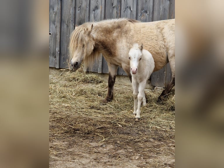 Amerikaans minipaard Hengst Veulen (04/2025) 86 cm Cremello in Stein SG