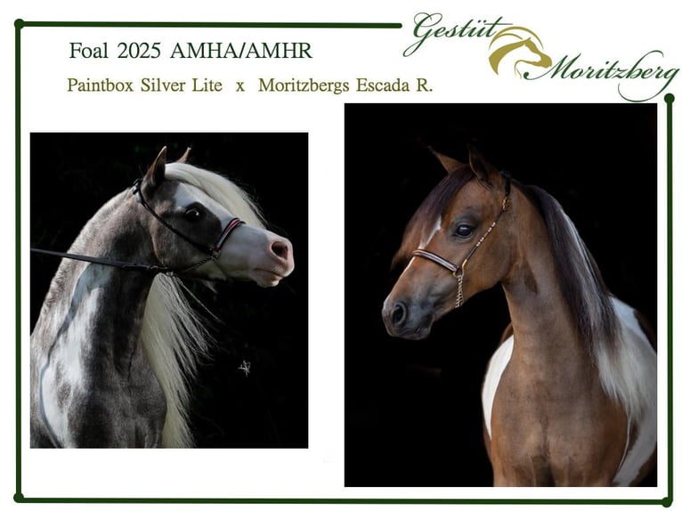 Amerikaans minipaard Hengst Veulen (04/2026) 86 cm Zwart in Leinburg