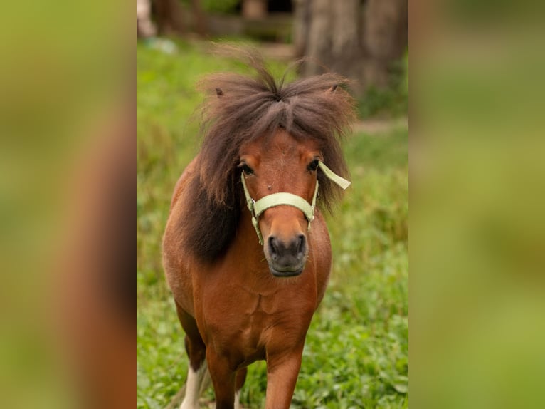 Amerikaans minipaard Merrie 11 Jaar 85 cm Cremello in Eging am See