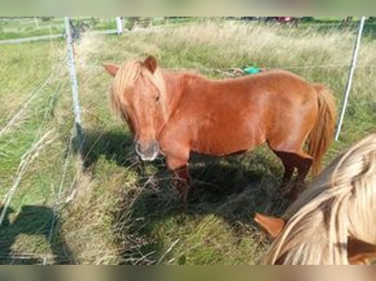 Amerikaans minipaard Merrie 11 Jaar 94 cm Vos in Straubenhardt