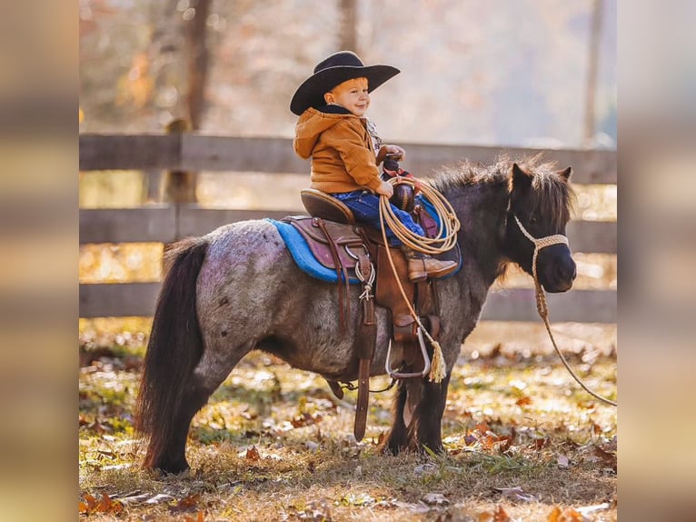 Amerikaans minipaard Merrie 12 Jaar 76 cm Roan-Blue in Lyles